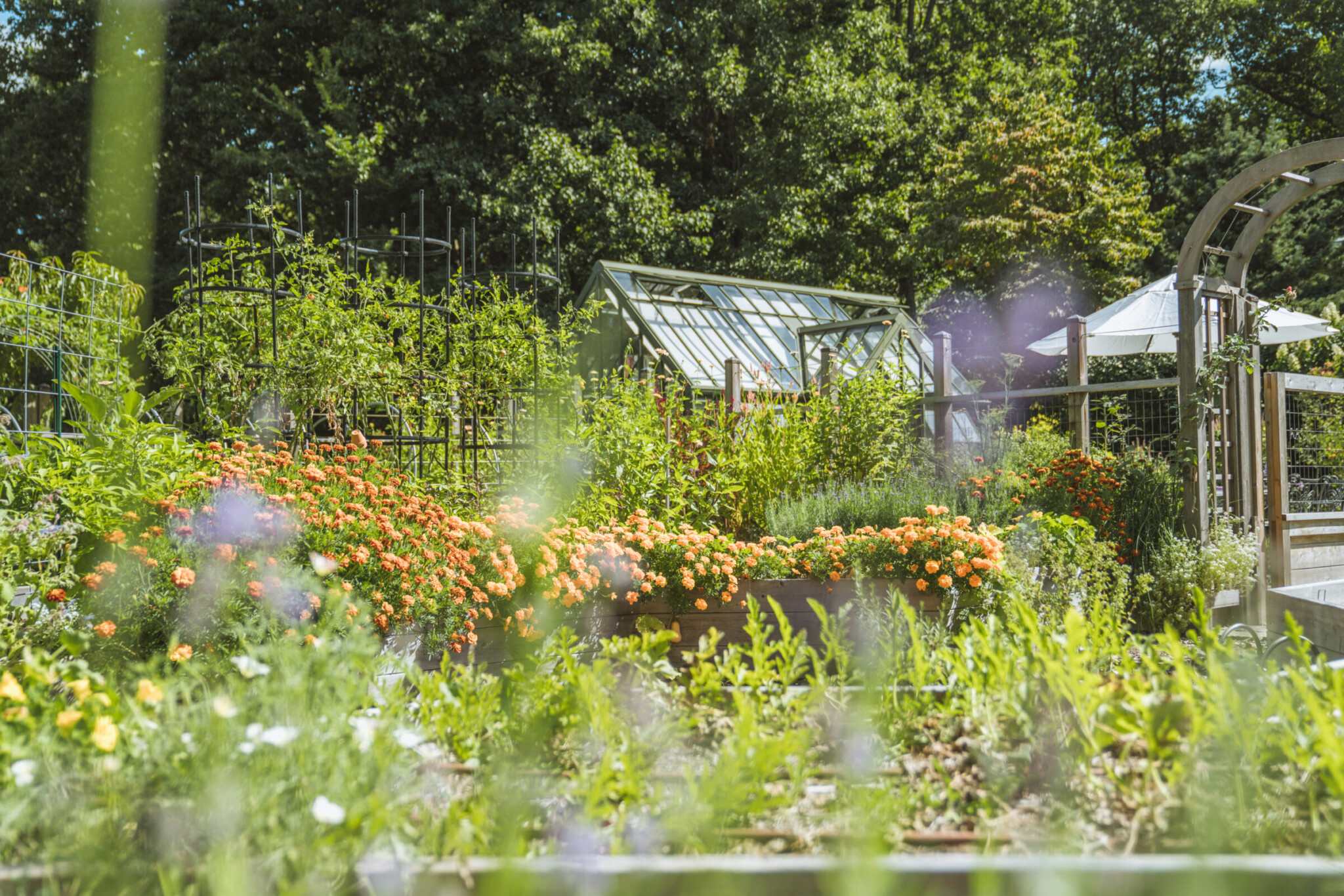 A lush garden features vibrant orange flowers, green plants, trellises, and a greenhouse in the background, all set beneath tall trees and bright sunlight.