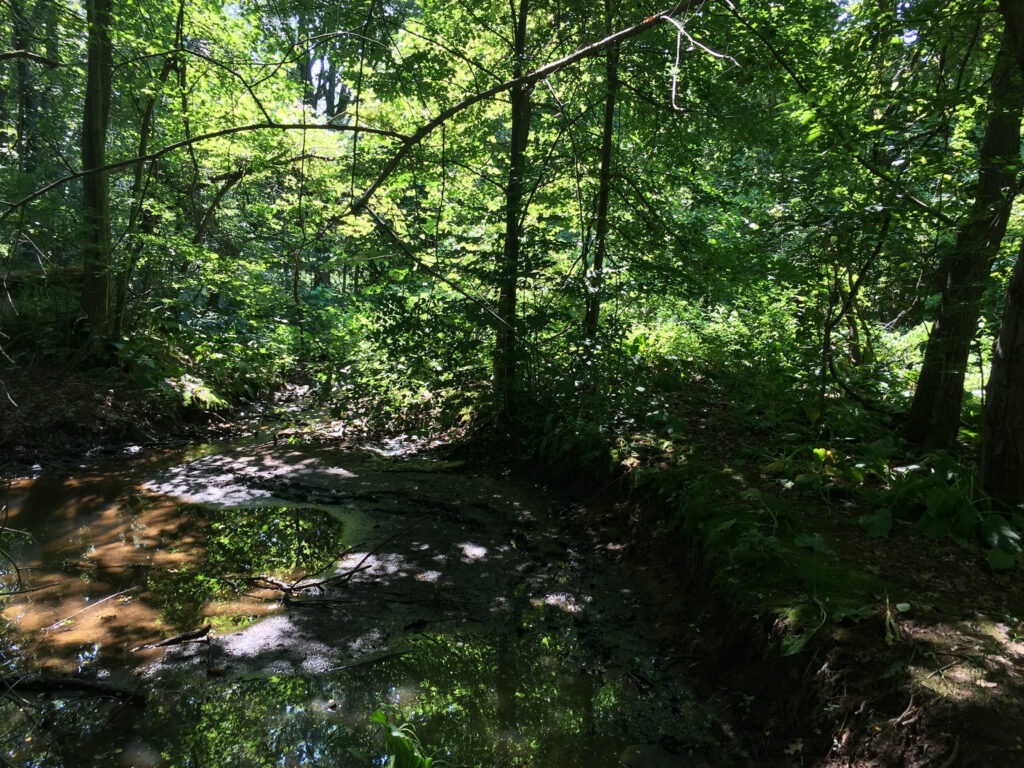 Sunlight filters through dense green foliage onto a small, muddy pond in a lush forest&mdash;reminiscent of the results seen with urban stream restoration in Springfield MA. Shadows and leaf reflections dance across the water&rsquo;s surface.
