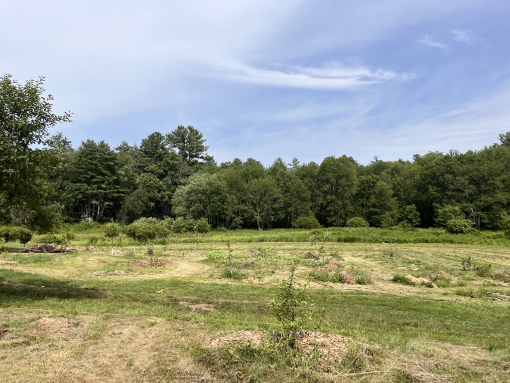 A field with young trees and perennial shrubs planted in rows, surrounded by wood chip mulch, with a mixed forest edge in the background under a partly cloudy sky.