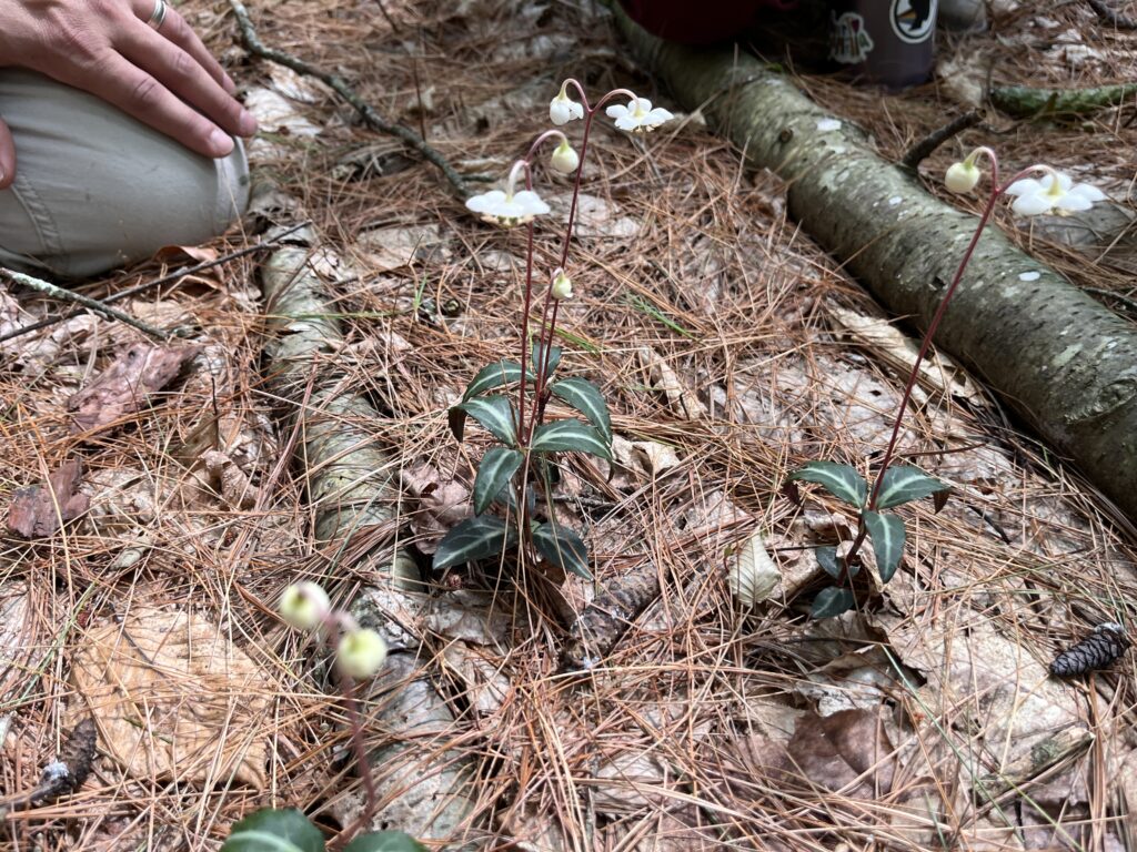 mall pipsissewa plants with dark green variegated leaves and delicate white nodding flowers growing from a pine needle-covered forest floor, with a fallen log and a person kneeling nearby.