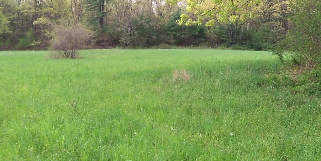 A lush green pasture field bordered by a mixed woodland edge of deciduous and evergreen trees in early spring leaf-out.