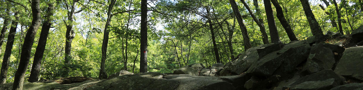 A picture of shaded trees with boulders in the foreground