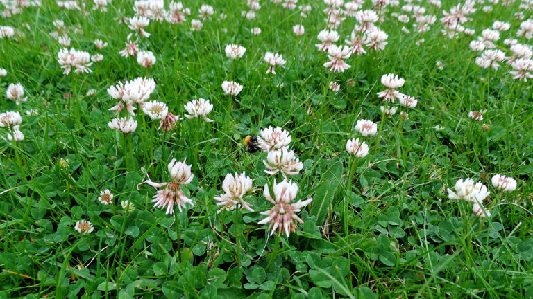 Bee on a clover flower in a clover field