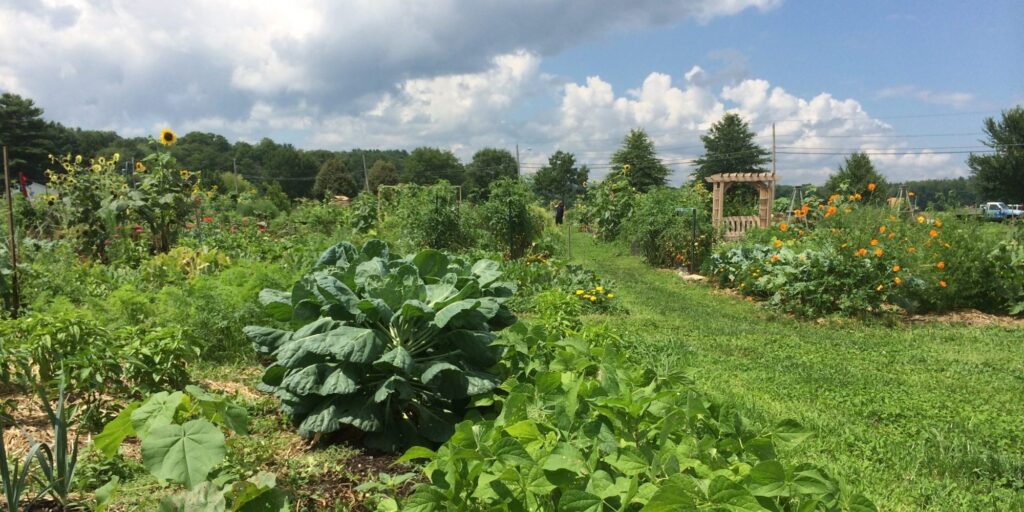 A lush community garden in summer, with rows of mixed vegetables including a large kale plant, squash, and bean vines in the foreground, marigolds and sunflowers blooming along the garden paths, and a wooden pergola visible in the middle distance. Wooded hills rise under a partly cloudy blue sky.