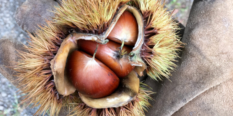 Growing Chestnut Agroforestry in New England