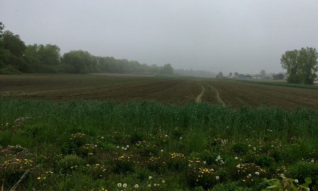 A newly tilled riverside farm field ready to be transformed into a chestnut agroforestry system.