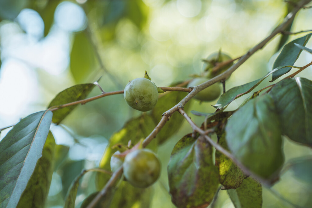 Close-up of small green unripe persimmons on a leafy branch, backlit by soft sunlight.